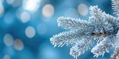 Frozen pine tree branch covered in snow on a blue background photo