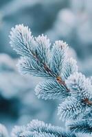 Close up of evergreen pine branches covered with frost in winter photo