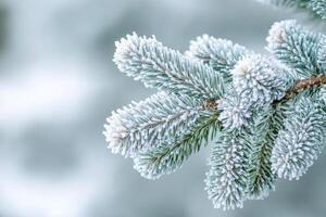 Close up of evergreen pine branches covered with frost in winter photo