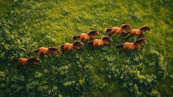 Herd of horses running above green forest in summer photo