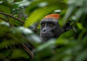 Monkey in jungle photo