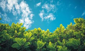 Trees with blue sky background photo