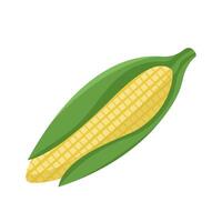 illustration with corn. Image of a multi colored ear of corn isolated on a white background. Colored logo. vector