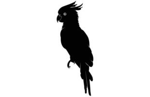 Cockatoo Silhouette High Quality Exotic Bird Stock Illustration. vector
