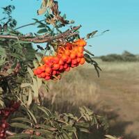 Red berries on a shrub in a field photo