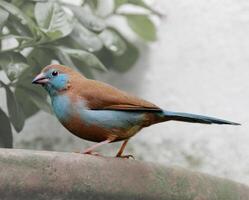 Blue waxbill bird. A decorative finch in an aviary photo