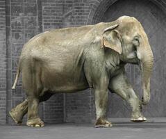 An elephant in a zoo, walking. Two paws are up during a step. Brick wall background photo