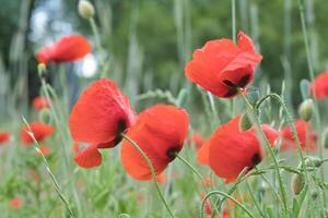 Corn poppy in a cornfield with red petals. Red splashes of color in green surroundings photo