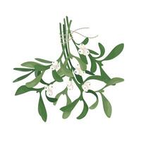 Bunch of hanging mistletoe with berries. christmas decoration of mistletoe garland isolated on white background. Design element for print, card, flyer, banner vector