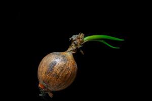 A single organic onion on a black background, highlighting its natural textures and earthy tones, perfect for culinary or health-related visual content. photo