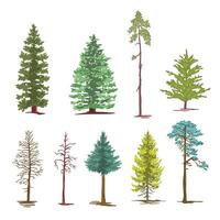Set of color illustrations of coniferous trees, spruces, pines. illustration vector