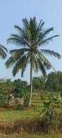 A tall coconut tree stands tall in a rice field, a common sight in tropical areas. photo