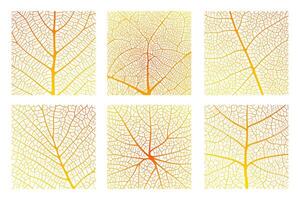 Leaf vein texture abstract background with close up plant leaf cells ornament texture pattern. vector