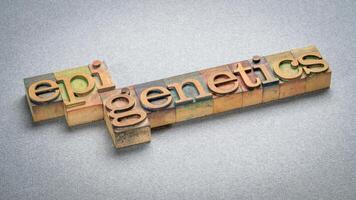 Epigenetics, study of heritable changes in gene expression or cellular phenotype caused by mechanisms other than changes in the underlying DNA sequence, word in letterpress wood type photo