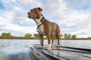 pitbull dog on a stand up paddleboard on lake in Colorado photo