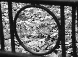 Autumn leaves through metal fence. Black and white monochrome grayscale photo background.