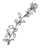black and white hand drawn branches with barberry berries vector