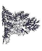 black and white hand drawing of a thuja tree branch vector