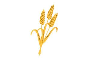 Wheat ears isolated on white background. Concept of fall, bread, harvest. vector