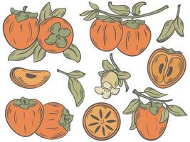 Persimmon vintage color hand engraving set vector