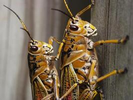 Grasshopper close macro view background. Insect in the natural habitat photo