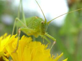 Grasshopper close macro view background. Insect in the natural habitat photo
