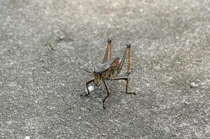 Grasshopper close macro view background. Insect in the natural habitat photo