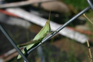 Grasshopper close macro view background. Insect in the natural habitat photo