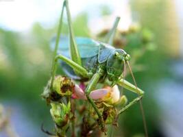 Grasshopper close macro view background. Insect in the natural habitat photo