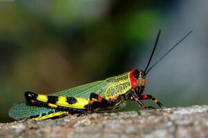 Grasshopper close macro view background. Insect in the natural habitat photo
