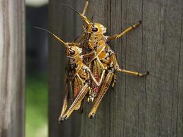 Grasshopper close macro view background. Insect in the natural habitat photo
