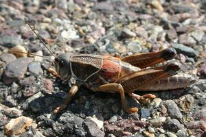 Grasshopper close macro view background. Insect in the natural habitat photo
