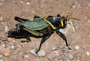 Grasshopper close macro view background. Insect in the natural habitat photo