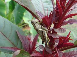 Grasshopper close macro view background. Insect in the natural habitat photo