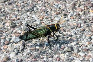 Grasshopper close macro view background. Insect in the natural habitat photo