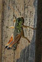 Grasshopper close macro view background. Insect in the natural habitat photo
