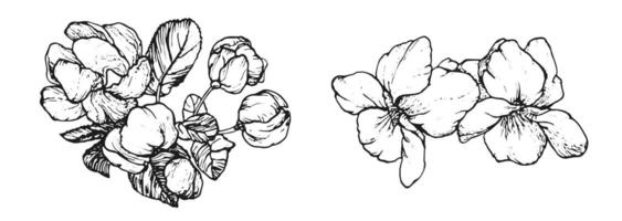 Spring flowers drawing with line art on white background vector