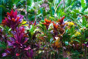 Red Ti Plants and Banana trees in Maui Rainforest, Hawaii photo