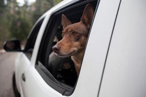 Buster the Husky Mix dog looking out the car window in Skyforest, California photo