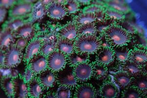 Orange Spot-Green Fringe Purple Zoanthids - Zoanthus spp photo