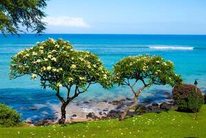 Beautiful Plumeria trees on the shore of a Lahaina beach in Maui Hawaii photo