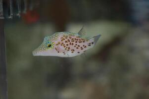 Leopard Toby Puffer - Canthigaster leopard photo