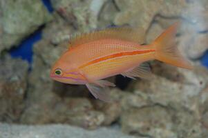 One-Stripe Anthias - Pseudanthias fasciatus photo