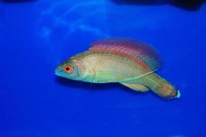 Pyle's Fairy wrasse - Blue Margin - Cirrhilabrus pylei photo