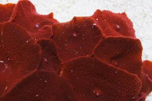 Deep Red Mushroom Rock, Actinodiscus spp photo