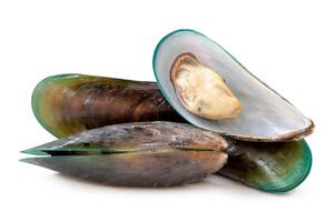 Front view of steamed or cooked green mussels in stack isolated on white background with clipping path photo