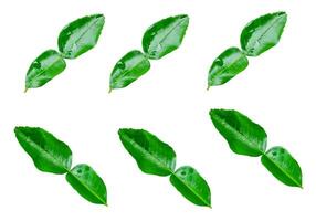 Top view set of six green bergamot leaves isolated on white background with clipping path photo