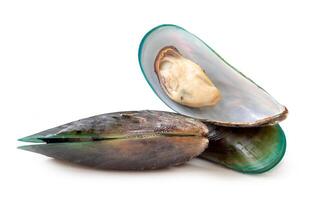 Front view of steamed or cooked green mussels in stack isolated on white background with clipping path photo