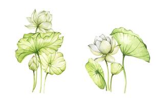 Lotus flowers. Watercolor illustration. Set of compositions with lotus. Chinese water lily. Design for the design of invitations, fabrics and other items. vector