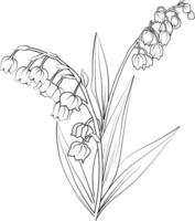 Lily of the Valley coloring book hand drawn botanical spring elements bouquet of Lily of the Valley flower line art, coloring page, sketch, artistic simplicity doodle art vector